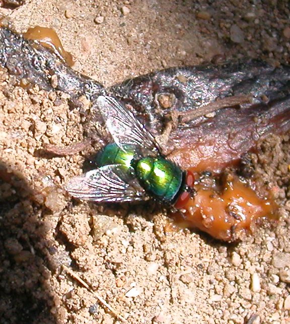 Sagra della chiocciola: Lucilia cf. sericata (Calliphoridae)